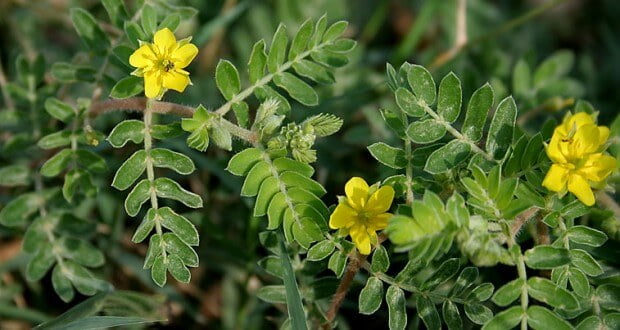 tribulus terrestris estimulante