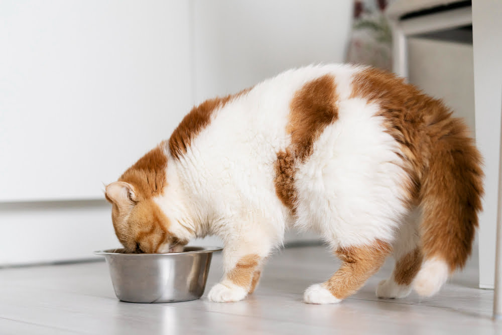 Hidratação felina: entenda a importância da hidratação para os gatos 3 gato beber agua