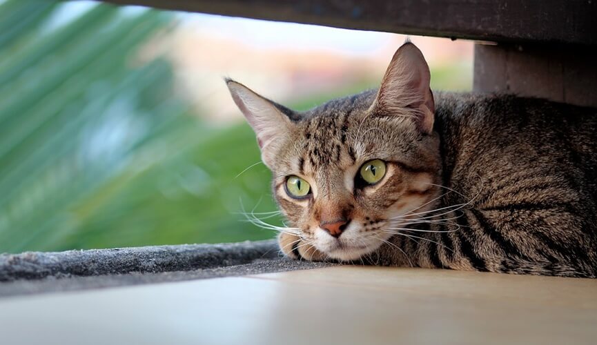 Hidratação felina: entenda a importância da hidratação para os gatos 4 gato capa