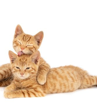 Hidratação felina: entenda a importância da hidratação para os gatos 3 hidratacao felina